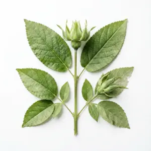 Aceite de vitamina E