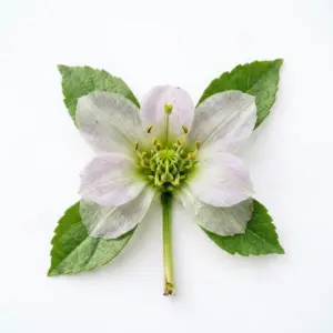 Aceite de Neem