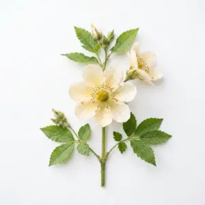 Aceite de menta a base de agua