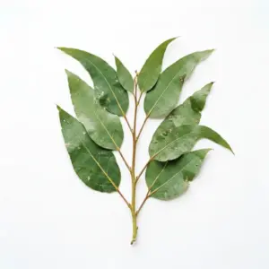 Aceite de eucalipto a base de agua