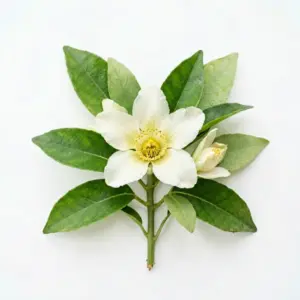 Aceite de citronela a base de agua