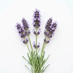 Aceite de lavanda a base de agua