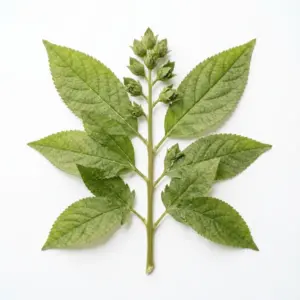 Extracto de centella