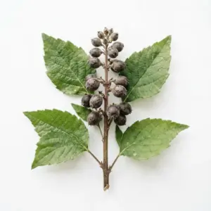 Extracto de hamamelis
