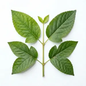 Extracto de Portulaca oleracea