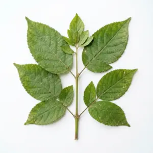 Extracto de ginseng