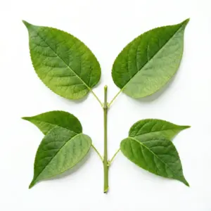 Extracto de Platycladus orientalis