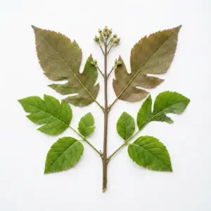 Extracto de Coptis chinensis