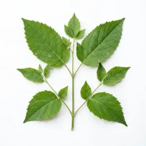 Extracto de menta