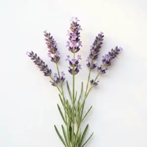 Linalool