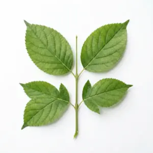 Citronelol