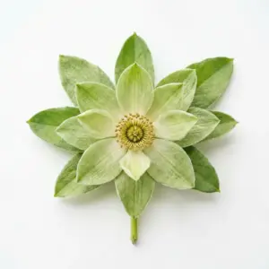 Citronelal