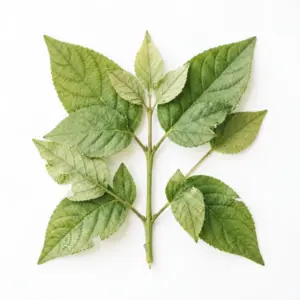 Acetato de linalilo