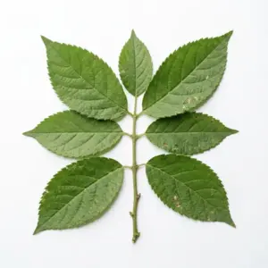Eucaliptol/Cineol