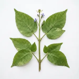 Sustancias químicas aromáticas especializadas