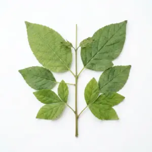 Sustancias químicas aromáticas especializadas