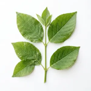 Aceite de raíz de angélica
