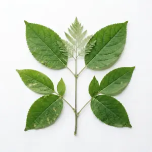 Aceite de chuanxiong