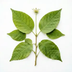Aceite de Notopterygium
