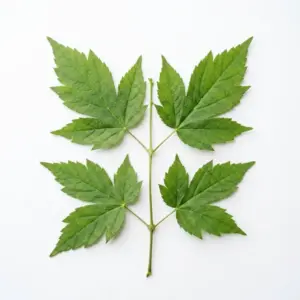 Aceite de Nepeta