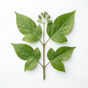 Aceite de angélica dahurica