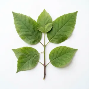 Aceite de Rhizoma atractylodis