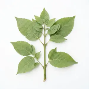 Aceite de Atractylodes