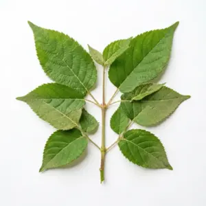 Aceite de Bupleurum