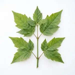 Aceite de flor de magnolia
