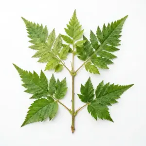 Aceite de Magnolia officinalis
