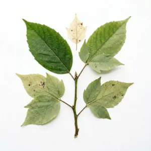 Aceite de Asarum