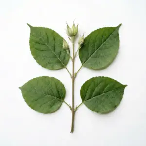 Aceite de escutelaria
