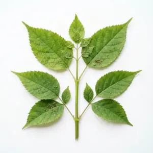Aceite Tien-chi