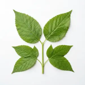 Aceite de Acorus tatarionwii