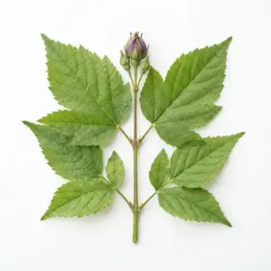 Aceite de Phryma leptostachya